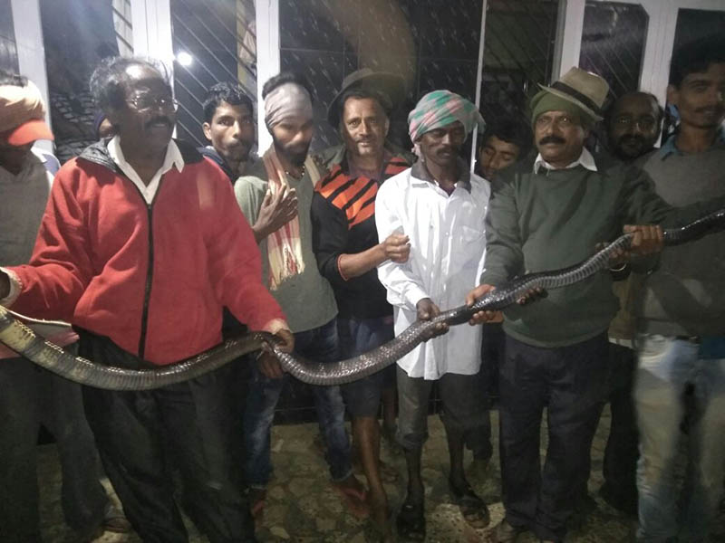 ಚಿಕ್ಕಮಗಳೂರು: 12 ಅಡಿಯ ಬೃಹತ್ ಕಾಳಿಂಗ ಸರ್ಪ ಸೆರೆ